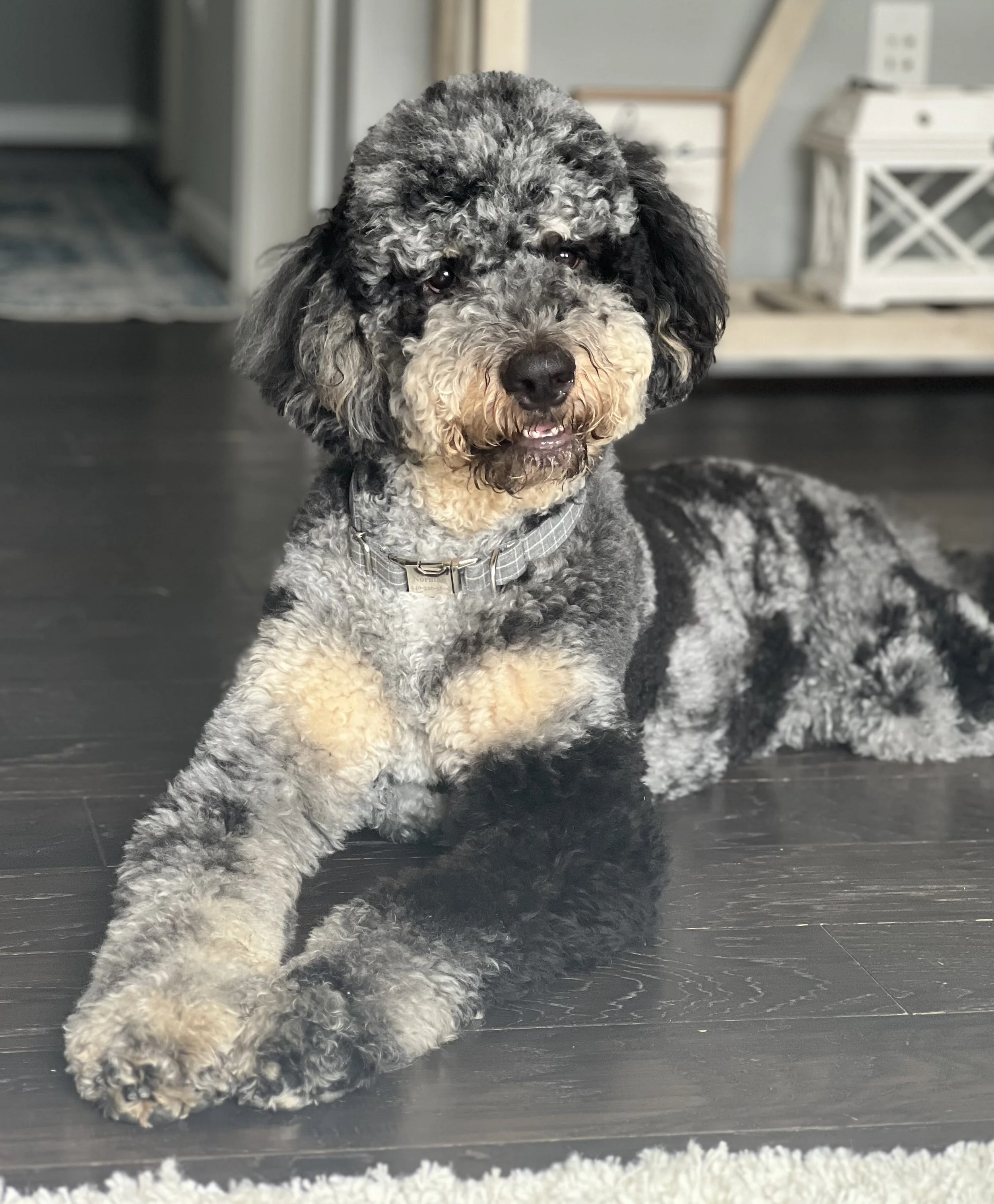 Stud Services — Serenity Creek Doodles